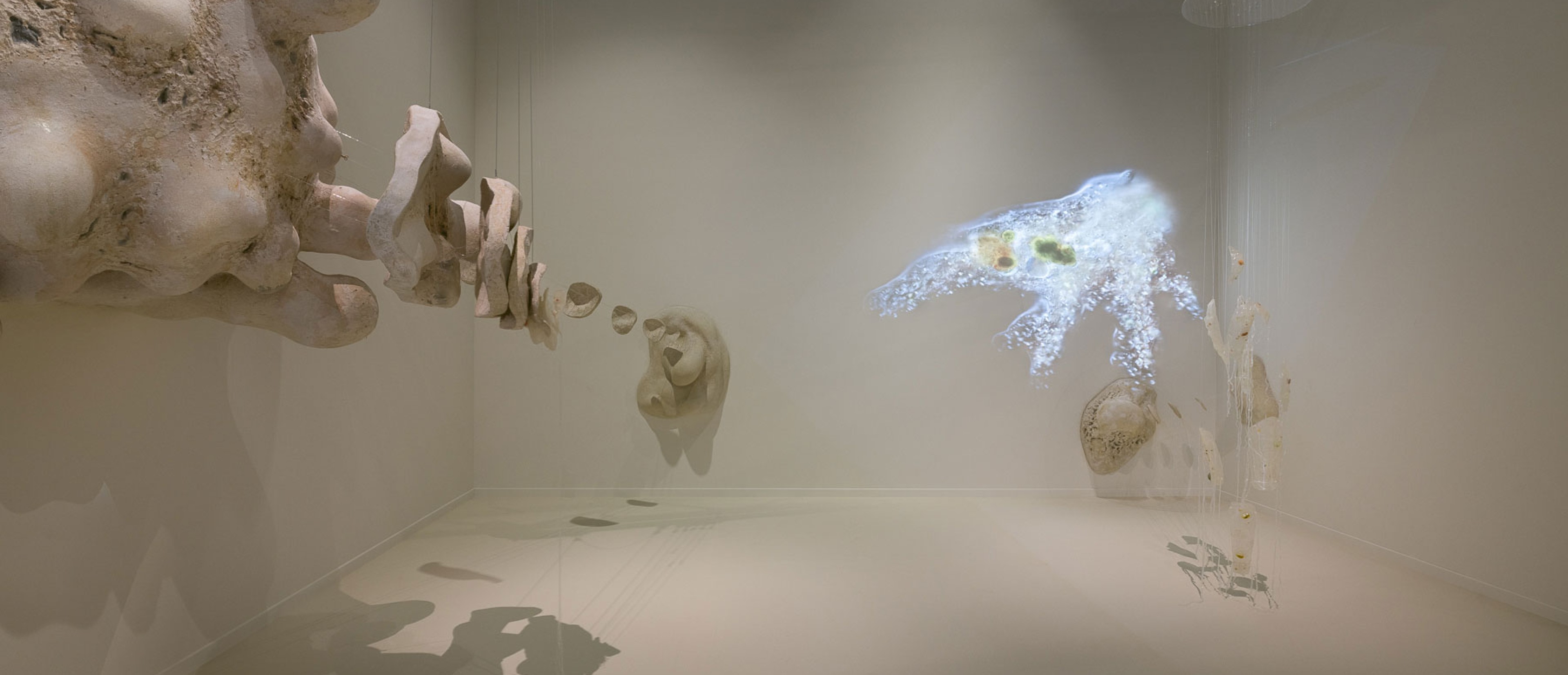 Ausstellungsraum mit Installation: 40.000-fache Vergrößerung einer Amöbe